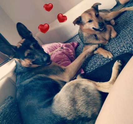 Bester Freund, Hundekumpel - zeigt her!-Beitrag-Bild