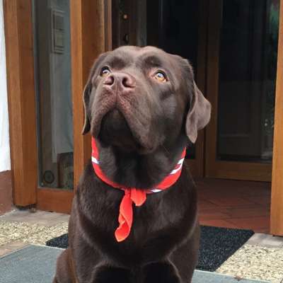 Labradorfans-Beitrag-Bild