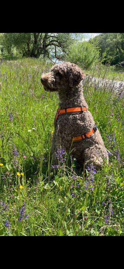 Die Dogorama Monats Challenge "Es grünt und blüht"-Beitrag-Bild