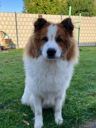 Hundetreffen-Spielrunde-Hunde gesucht-Bild