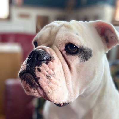 Hundetreffen-Gemeinsames Spazieren gehen mit Spieleinheiten-Bild