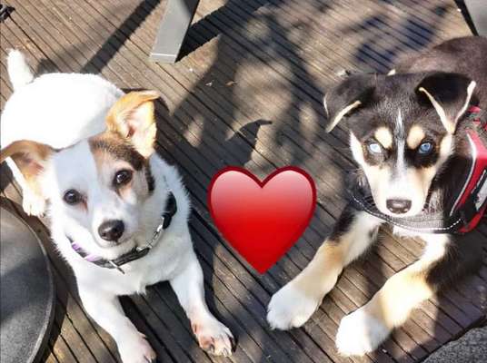 Die Dogorama Wochen Challenge "Friends will be Friends"-Beitrag-Bild