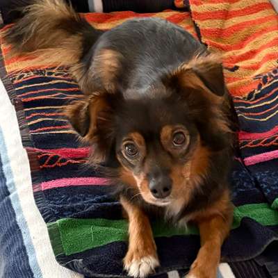 aktuelles Foto Gruppe Biete/suche Hundebetreuung