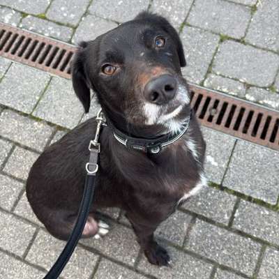 Hundetreffen-Gassipartner-Bild