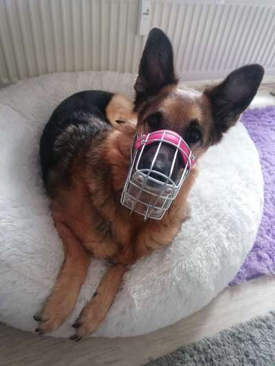 Maulkorb rauf - Vorurteile runter-Beitrag-Bild