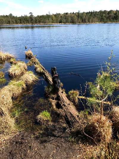 Dogorama-Monats-Challenge-Mai "Wasser"-Beitrag-Bild