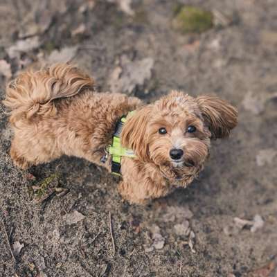 Hundetreffen-Play/walk friend for maltipoo Greco near Tiergarten/ Moabit/Charlottenburg-Bild