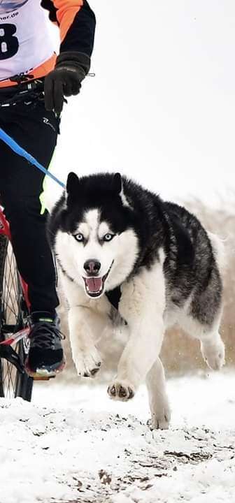 Die Dogorama Kalender Challenge Teil 2/4-Beitrag-Bild