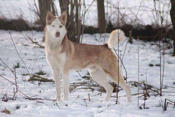 Die Dogorama Kalender Challenge Teil 2/4-Beitrag-Bild