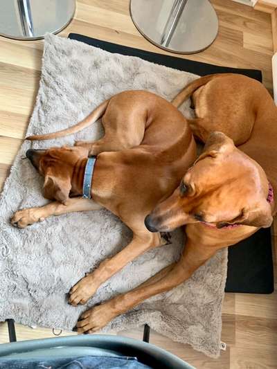 Rhodesian Ridgeback-Beitrag-Bild