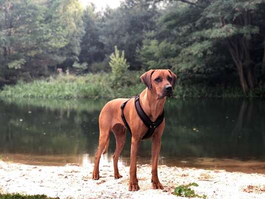 Rhodesian Ridgeback-Beitrag-Bild
