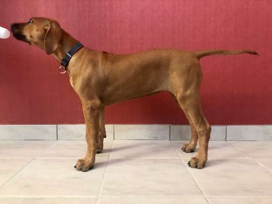 Rhodesian Ridgeback-Beitrag-Bild