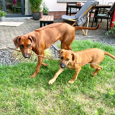 Die Dogorama Wochen Challenge-Beitrag-Bild