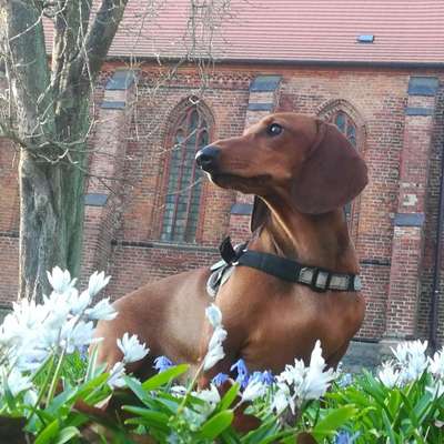 Hundetreffen-Mahrzahn Hellersdorf-Bild