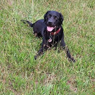 aktuelles Foto Gruppe Wurfgeschwister gesucht ❣️