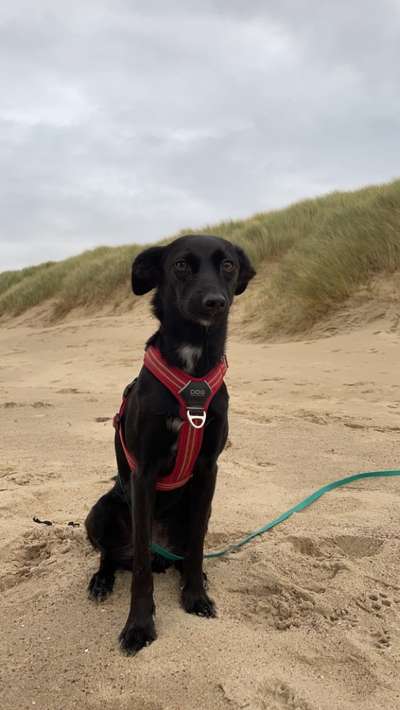 Hundetreffen-Gruppe zum regelmäßigen Spazierengehen am Wochenende 🐕‍🦺🐶-Bild