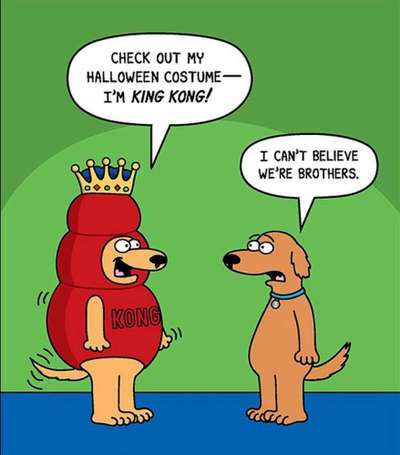 Hunde Memes-Beitrag-Bild