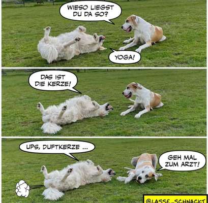 Hunde Memes-Beitrag-Bild