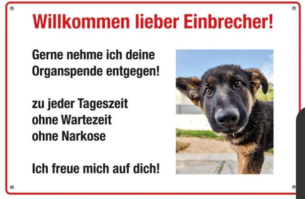 Hunde Memes-Beitrag-Bild