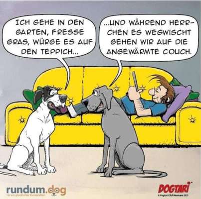 Hunde Memes-Beitrag-Bild