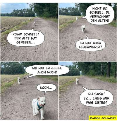 Hunde Memes-Beitrag-Bild