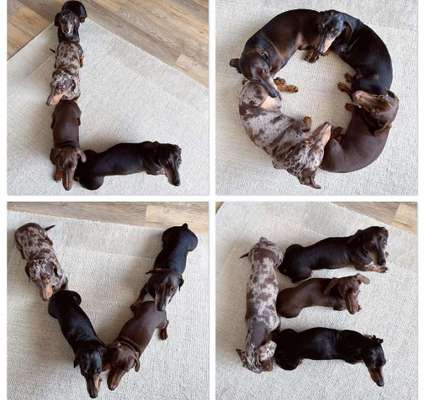 Hunde Memes-Beitrag-Bild