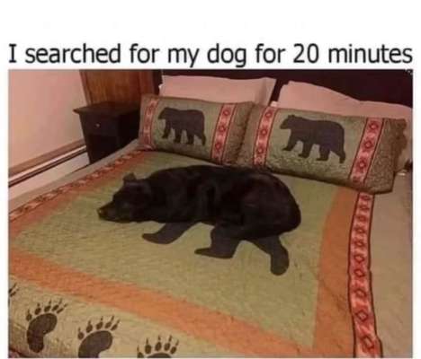 Hunde Memes-Beitrag-Bild