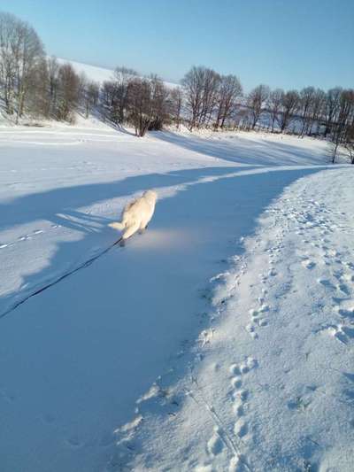 Herdenschutzhunde und Herdi-Mixe-Beitrag-Bild