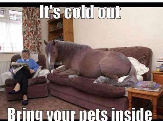 Hunde Memes-Beitrag-Bild