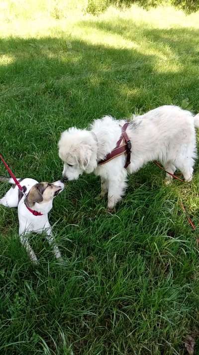 Herdenschutzhunde und Herdi-Mixe-Beitrag-Bild