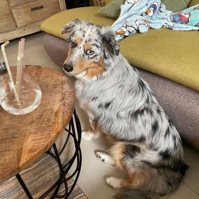 Hundetreffen-Aussie Treffen-Bild