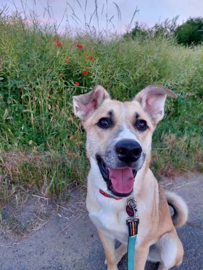 Auslandstierschutz-Beitrag-Bild