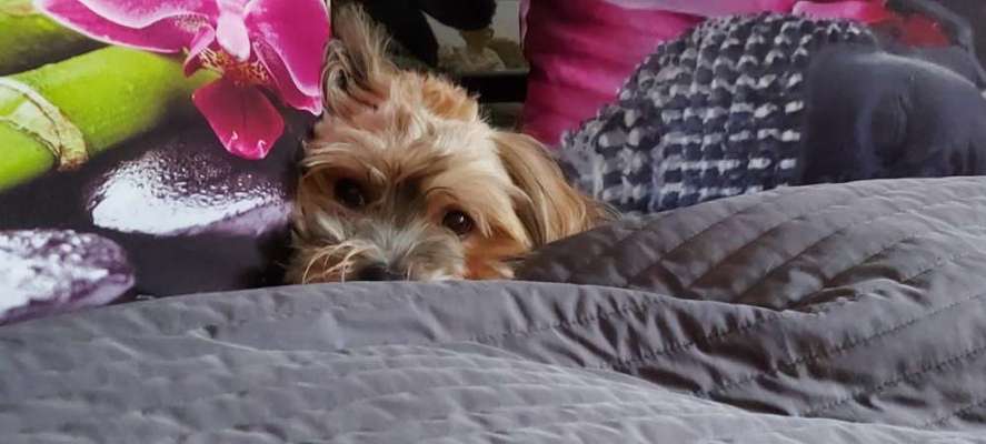 Havaneser dabei?:)-Beitrag-Bild