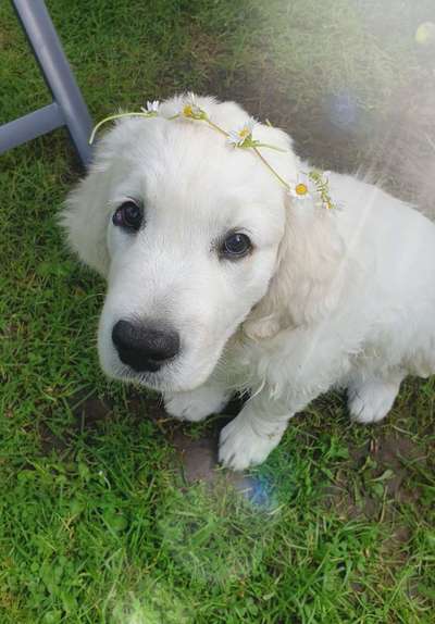 Die Dogorama Monats Challenge "Es grünt und blüht"-Beitrag-Bild