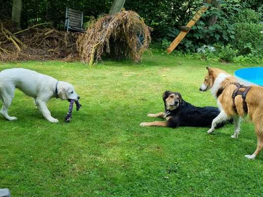 Die Dogorama Wochen Challenge "Friends will be Friends"-Beitrag-Bild