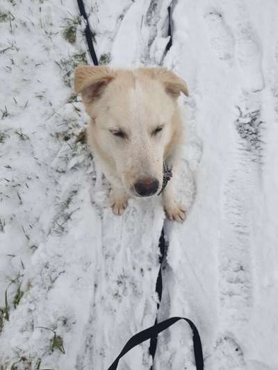 Hundetreffen-Gassi Runde-Bild