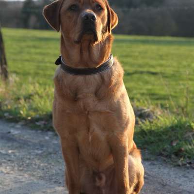Hundetreffen-„Labbi-Spielrunde - Toben, Spielen & Spaziergang"-Bild