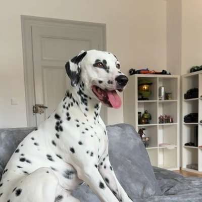 Hundetreffen-Gassi Runden im Stadtpark/Wiesengrund Fürth-Bild