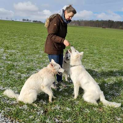 Hundetreffen-Hundetreffen