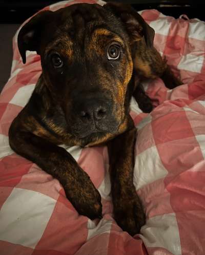 Dogorama Photo Challenge - Hundeblick zum hinschmelzen-Beitrag-Bild