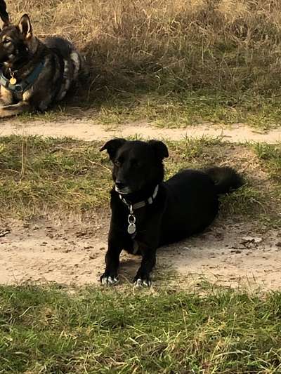 Auslandstierschutz-Beitrag-Bild