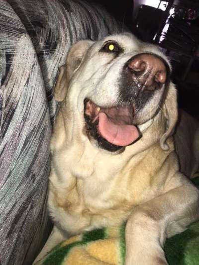 Labradorfans-Beitrag-Bild