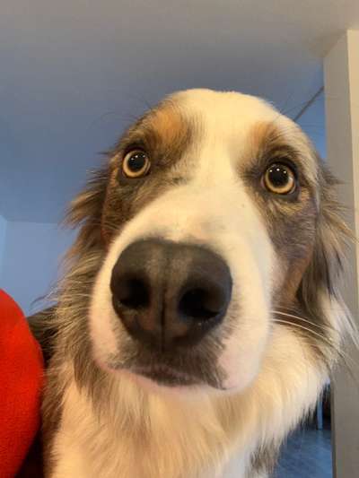 Zeigt mir die tollste Nahaufnahme von eurer Fellnase-Beitrag-Bild