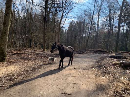 Zeigt mal eure border Collies :)-Beitrag-Bild