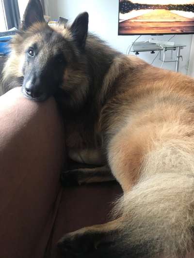 Seltene Rassen!-Beitrag-Bild