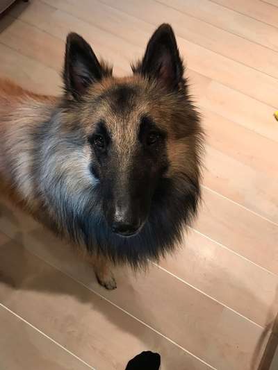 Regenbogenbrücke-Beitrag-Bild