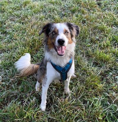 Welche Hunderasse-Beitrag-Bild