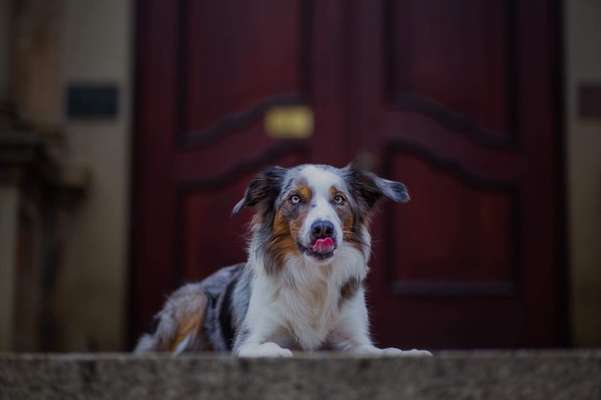 Gibt's hier noch mehr Border Collies???-Beitrag-Bild