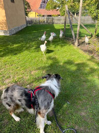 Zeigt mal eure border Collies :)-Beitrag-Bild