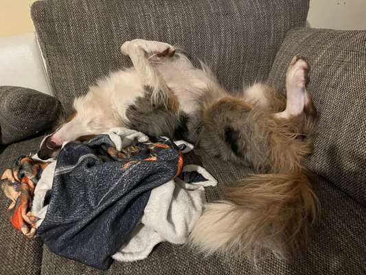 Gibt's hier noch mehr Border Collies???-Beitrag-Bild